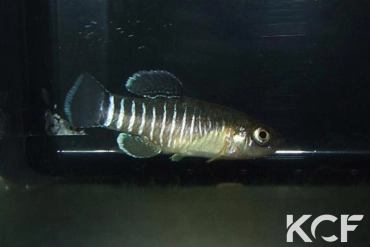 Aphanius farsicus Barm-e-Shur Spring - Lake Maharlu male adulte 