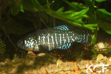 Paraphanius similis Eregli male adulte 