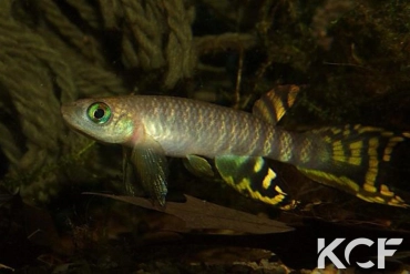 Aphyolebias peruensis Ushpa Caño GR 10-08 male adulte 