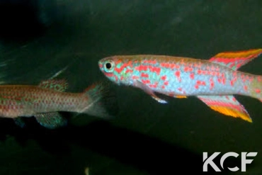 Aphyosemion jeanhuberi Issiengui COFE 10-03 couple adulte 