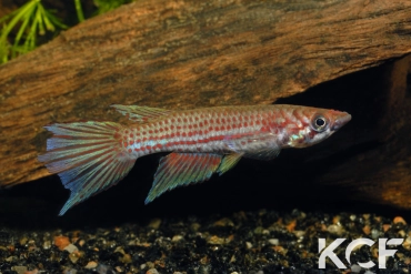 Epiplatys chevalieri  male adulte 