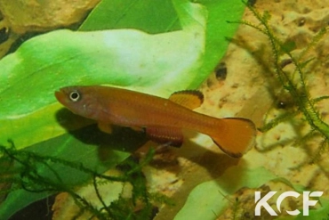 Aphyosemion passaroi GEM 07-06 male adulte 