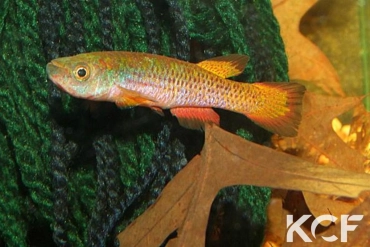 Aphyosemion passaroi 7km Nord Baposso-Mbigou TDK 97-07 male adulte 