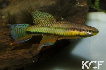 Aphyo. Chromaphyosemion ecucuense Bicomo GEMLBJ 03-42 male adulte 