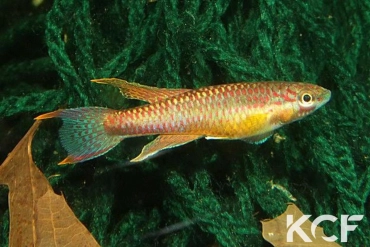 Aphyo. Chromaphyosemion malumbresi Route Tika-Bata Pto GEMLCG 07-50 male adulte 