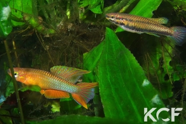 Aphyo. Chromaphyosemion pamaense Pama ADGP 11-18 couple adulte 