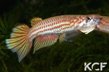 Epiplatys chevalieri  male adulte 
