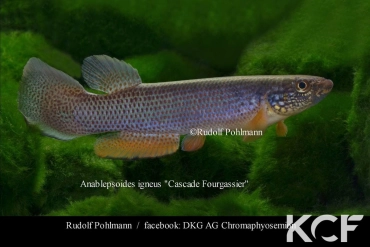Anablepsoides igneus Cascade Fourgassier SFG 04 male adulte 