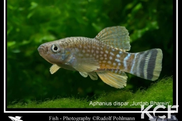 Aphaniops dispar Jurdab male adulte 