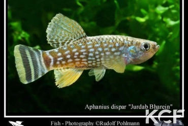 Aphaniops dispar Jurdab male adulte 