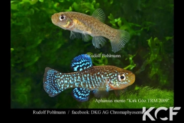 Paraphanius mento Kirk Göz TRM 2009 couple adulte 