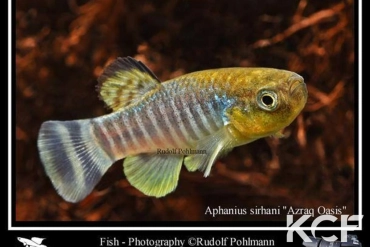 Aphaniops sirhani Azraq oasis  Jordania IKCP male adulte 