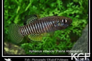 Anatolichthys villwocki