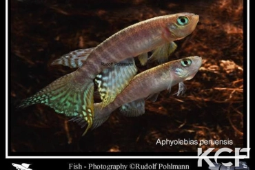 Aphyolebias peruensis  couple adulte 