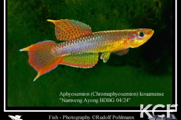 Aphyo. Chromaphyosemion kouamense 1Km Namveng-Ayong BDBG 04-24 male adulte 