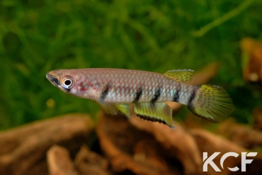 Epiplatys monroviae  male adulte 