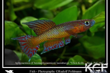 Aphyo. Chromaphyosemion loennbergii 32km Est Kribi JVC 08 male adulte 