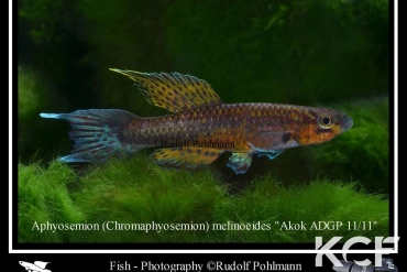 Aphyo. Chromaphyosemion melinoeides Akok ADGP 11-11 male adulte 