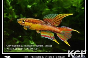Aphyo. Chromaphyosemion omega Ouest Cellulam ABK 10-324 male adulte 