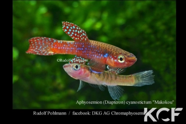 Diapteron cyanostictum  couple adulte 