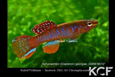 Diapteron georgiae 10km Est Koumaméyong GWW 86-12 male adulte 