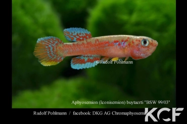 Aphyosemion buytaerti BSW 99-03 male adulte 