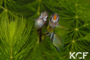 Epiplatys dageti monroviae  couple adulte 