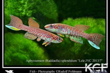 Aphyosemion splendidum Lele JVC 13-07 couple adulte 