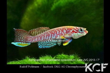 Aphyosemion splendidum Lele JVC 13-07 male adulte 