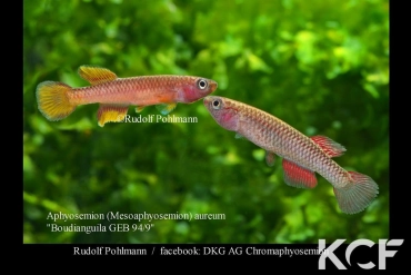 Aphyosemion aureum Boudianguila GEB 94-09 couple adulte 