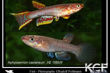 Aphyosemion castaneum 28,5km Procure-Banali HZ 85-08 couple adulte 