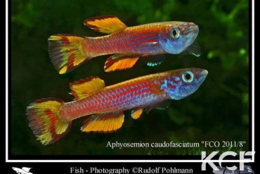Aphyosemion caudofasciatum FCO 11-08 male adulte 