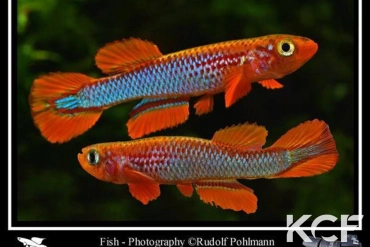 Aphyosemion coeleste GBG 93-02 couple adulte 