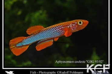 Aphyosemion coeleste GBG 93-02 male adulte 