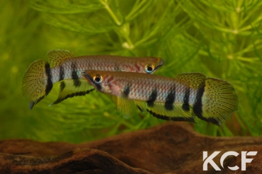 Epiplatys dageti monroviae  couple adulte 