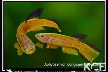 Aphyosemion congicum CIR 2009 couple adulte 