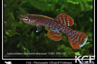 Diapteron abacinum GBG 92-10 male adulte 