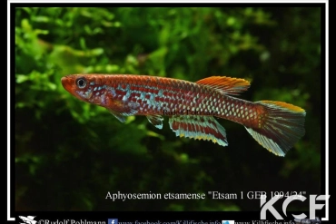 Aphyosemion etsamense Etsamé 1 GEB 94-24 male adulte 