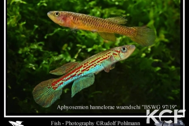 Aphyosemion wuendschi BSWG 97-19 male adulte 