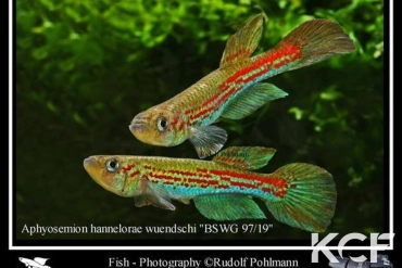 Aphyosemion wuendschi BSWG 97-19 couple adulte 