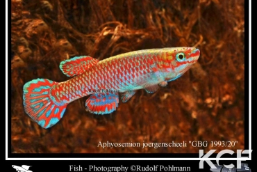 Aphyosemion joergenscheeli GBG 93-20 male adulte 