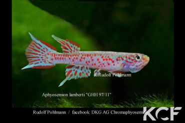 Aphyosemion lamberti GHH 97-11 male adulte 
