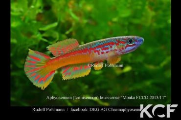 Aphyosemion louessense Mbaka FCCO 13-11 male adulte 