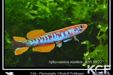 Aphyosemion mimbon BBS 99-22 male adulte 