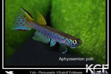 Aphyosemion polli AM 2016 male adulte 