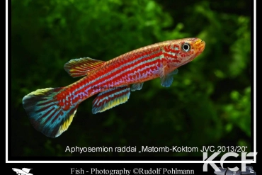 Aphyosemion raddai Matomb-Koktom JVC 13-20 male adulte 