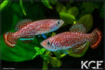 Nothobranchius milvertzi Lushiba Chienge ZM 12-20 couple adulte 