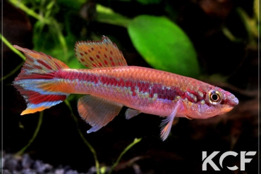 Fundulopanchax deltaensis  male adulte 