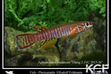 Aphyosemion elberti Diang 2 JVC 17-16 male adulte 