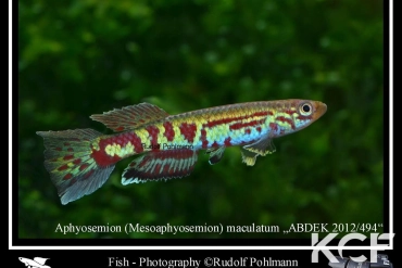 Aphyosemion maculatum ABDEK 12-494 male adulte 